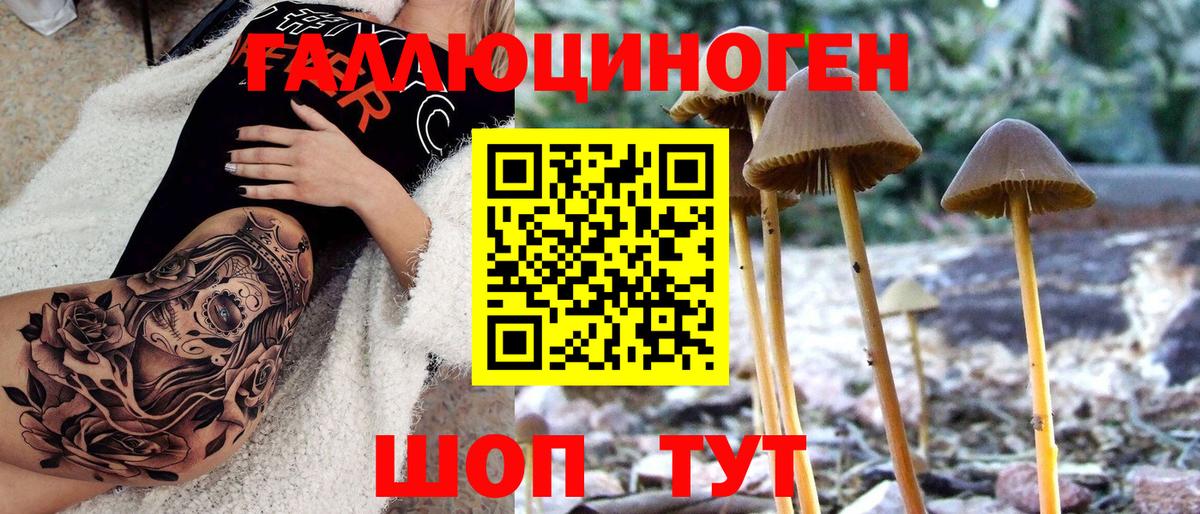 Псилоцибиновые грибы Psilocybine cubensis Волгодонск